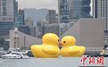 “小黄鸭”时隔10年携伴重返香港 冀带来双倍快乐