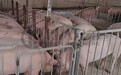 得八兄弟:液态料+发酵料饲喂是养猪企业降本增效的一把利器