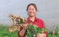 金沙滩长出“五色”果 闽宁协作成果甜蜜飘香