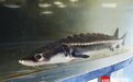 “鲟宝”归江|一滴水见太阳⑥