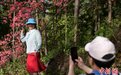 安徽岳西:岭上开遍映山红