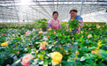 宁夏10个村庄里的冬天② | 新渠稍村:透过开满鲜花的村庄,依稀看见幸福的模样