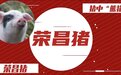 全网创作好创意 展现千年荣昌猪魅力 荣昌猪征集活动颁奖仪式即将举行