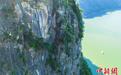 三峡库区秭归:“蜘蛛侠”悬崖峭壁上排险除患
