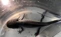 深圳湾海关查获“六角恐龙”