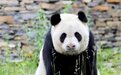 大熊猫“武岗”罹患口腔骨肉瘤面临生命危险 将接受介入治疗