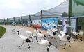 江苏盐城珍禽保护区:仙鹤蹁跹“湿”意浓