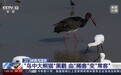 黑鹳变“常客”、天鹅来“作客”……我国湿地保护初见成效