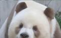 咬完耳朵还要到处说,网友说“山上的笋都被七仔夺完了”