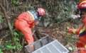 广西百色蟒蛇出没!被发现时已咬死村民家中一只山羊