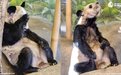 被“虐待”的丫丫还没回家,为什么还要给美国送新的熊猫?
