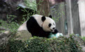 旅美大熊猫“美香”迎来25岁生日