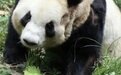 大熊猫“雅竹”脸部脱毛、行为异常?熊猫基地回应:大熊猫脱毛期 已对异常情况进行人工干预