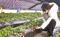 平谷“智慧草莓”迎来丰收季