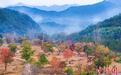 湖北罗田:红叶醉美大别山
