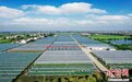 (高质量发展调研行)“小芦笋”撬动大产业 江苏涟水万亩芦笋年产值超10亿元