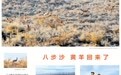 八步沙 黄羊回来了