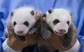 爱宝幼崽满月记:宋爷爷教你如何辨别熊猫双胞胎