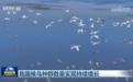 我国候鸟种群数量实现持续增长