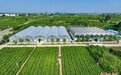“中国茉莉之乡”广西横州借数字化促茉莉花产业“飘香”世界
