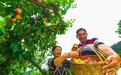 李子成熟季 质优销路畅