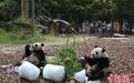 旅比大熊猫“宝弟”“宝妹”欢庆4岁生日