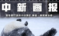 【图刊】雪地里打滚的小动物们 刚看一眼就被治愈