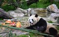 四川文旅吉祥物“安逸”熊猫迎来“成人礼”,享用豪华生日蛋糕