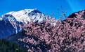 九寨沟野桃花盛开 漫山花海如诗如画