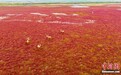 江苏东台:条子泥湿地披红毯 野生麋鹿奔跑嬉戏