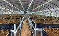 耒阳:小菌菇撑开“致富伞” 大棚里收获“黑黄金”