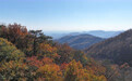 漫山秋叶 层林尽染