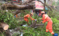 广东徐闻:灾后恢复工作加紧开展