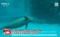 12个月妊娠期被首次完整记录 江豚宝宝茁壮成长中