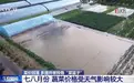 蔬菜开始降价,黄瓜批发价已跌至5.65元/公斤,专家:预计9月以后会出现回落