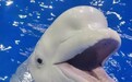 罕见!海洋科普公司破产拍卖26头海豚、海狮等,起拍价2100余万元