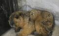 “旱獭”土拨鼠跑进居民楼,民警成功将其抓获!专家:别看它可爱,其生性凶猛攻击性强