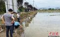 持续强降雨波及农业生产 浙江全力降低灾害影响