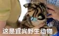 宜宾一动物园给幼虎戴嘴套与游客合影 官方:属不当行为,整改