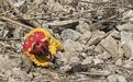 花莲地震仍有3失联,山区持续落石救援困难,河床遗体证实是猕猴