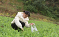 大山深处的“蔬菜村”