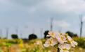 来武汉江夏五里界,这里有片十里飘香的油菜花海