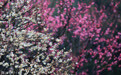 西湖“梅”景上新