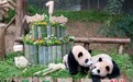 旅韩大熊猫双胞胎“睿宝”“辉宝”迎来一周岁生日