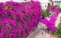 昆明街头三角梅绽放成鲜花瀑布