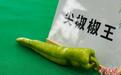 青(尖)椒上擂台“比武”“椒王”拍卖上万元