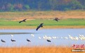 江西鄱阳湖国家级自然保护区:“鸟中大熊猫”黑鹳翔集