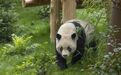 旅美大熊猫“云川”“鑫宝”将于8月8日与公众见面