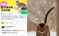 闲鱼上现“宠物豪门相亲”,上万用户在海鲜市场围观“天猫”找对象