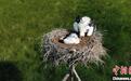 “中国东方白鹳之乡”超120对东方白鹳产卵 孵出350只“鹳宝宝”